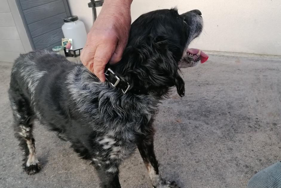 Alerte Découverte Chien Inconnu Orléans France