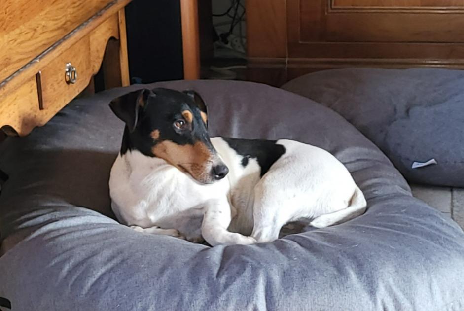 Verdwijningsalarm Hond rassenvermenging Mannetje , 5 jaar Coullons Frankrijk Verdwijningsalarm Hond rassenvermenging Mannetje , 5 jaar Coullons Frankrijk